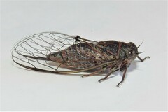 Atrapsalta corticina