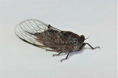 Atrapsalta corticina