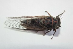 Atrapsalta corticina