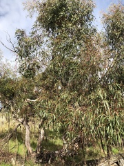 Eucalyptus viminalis
