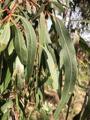 Eucalyptus viminalis