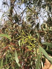 Eucalyptus viminalis