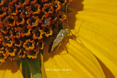 Taylorilygus apicalis