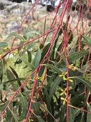 Eucalyptus viminalis