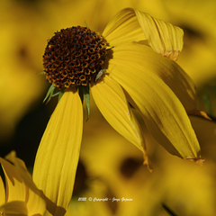 Taylorilygus apicalis