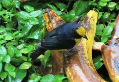 Euphonia xanthogaster