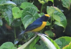Euphonia xanthogaster
