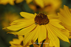 Taylorilygus apicalis