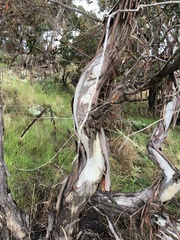 Eucalyptus viminalis
