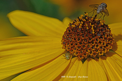 Taylorilygus apicalis