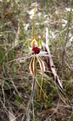 Caladenia tentaculata