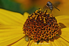 Taylorilygus apicalis