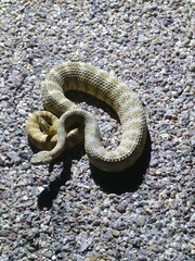 Crotalus tigris