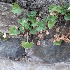Campanula poscharskyana