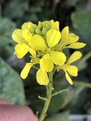 Rhamphospermum nigrum
