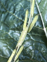 Rhamphospermum nigrum