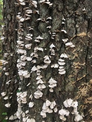 Trichaptum