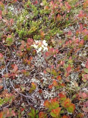 Pedicularis lapponica