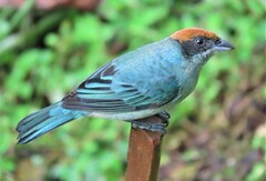 Stilpnia vitriolina