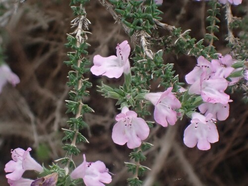 Scentless Whitweed (Micromeria inodora)