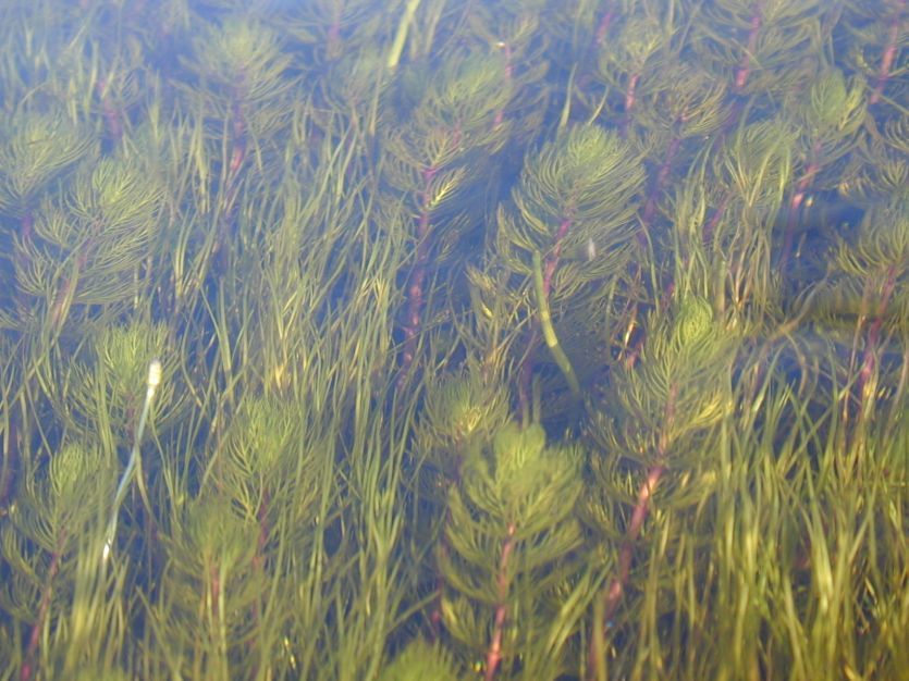 andean water-milfoil (Falkland Islands - Plants, Algae and Lichens ...