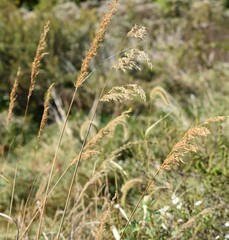 Sorghastrum
