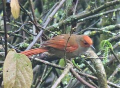 Cranioleuca erythrops