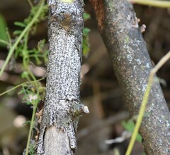 Biscogniauxia atropunctata