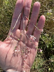 Oenothera filiformis