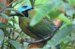 Momotus aequatorialis