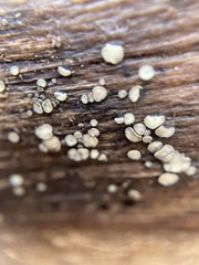 Helicogloea compressa