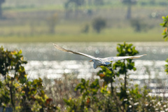 Ardea alba