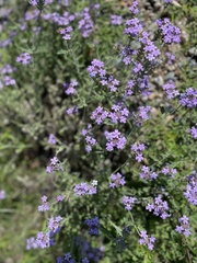 Glandularia gooddingii