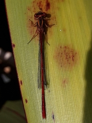 Xanthocnemis zealandica