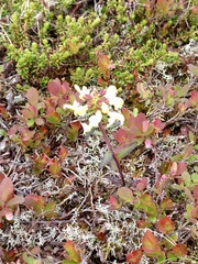 Pedicularis lapponica