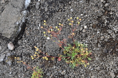 Chamaerhodos grandiflora