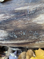 Helicogloea compressa