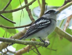 Pachyramphus polychopterus