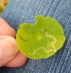 Hydrocotyle verticillata