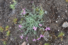 Dianthus repens