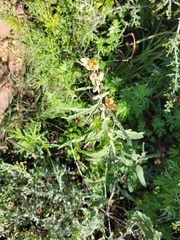 Sphaeralcea angustifolia