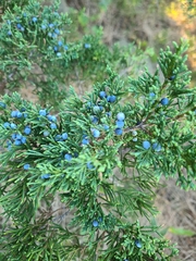 Juniperus ashei