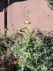 Sphaeralcea angustifolia