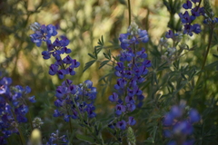 Lupinus breweri