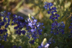 Lupinus breweri