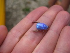 Hoplia coerulea