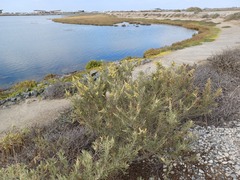 Atriplex canescens canescens