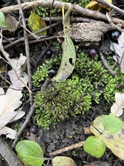Fissidens