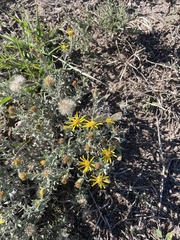 Heterotheca canescens