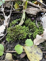 Fissidens
